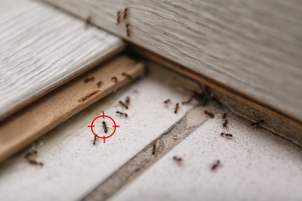 Best Local Pest Control Services  in Kana, UT